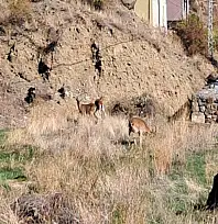 Köyde yaban keçileri özgürce otluyor