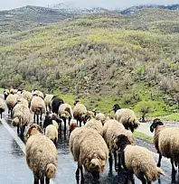 Küçükbaş hayvanlar yaylalardan ovalara iniyor