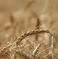 Küresel tahıl üretiminde 105 milyon tonluk rekor artış bekleniyor