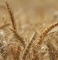 Küresel tahıl üretiminde tüm zamanların zirvesi geliyor