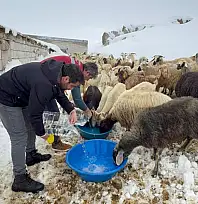 Muradiye'de hayvan yetiştiricilerine kış desteği