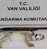 Muradiye'de yaban tavşanı avlayana para cezası