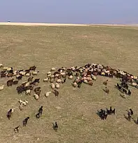 Muş'ta kar yağmayınca yem giderleri azaldı