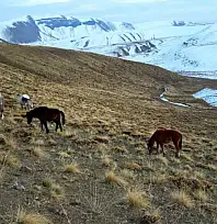Nemrut Kalderası'nda at sürüsünün gizemli yolculuğu