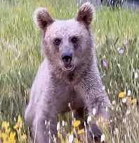 Nemrut'ta ayılarla yakın temas, doğal yaşamı tehdit ediyor