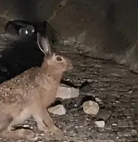 Otoyolda yabani tavşan görüntülendi