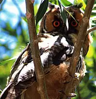 Özalp'te kulaklı orman baykuşu görüntülendi