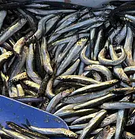 Palamut Gürcistan'a kaçınca tezgahlar hamsiyle doldu