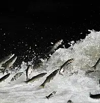 Prof. Dr. Alaeddinoğlu: İnci kefalinin nesli ciddi tehdit altında