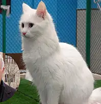 Prof. Dr. Kaya: Kediler hayatımızın ayrılmaz bir parçasıdır