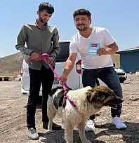 Sahibinin mezarından ayrılmayan köpek teslim alındı
