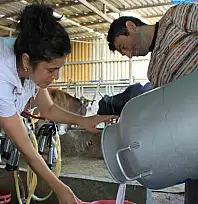 Şapın vurduğu üreticiler süt fiyatında güncelleme istiyor