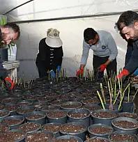 Seralarda kışın ilk fideleri dikiliyor