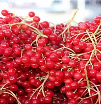 Şifa deposu gilaburuya yoğun ilgi