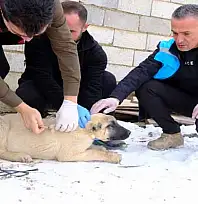 Sokak hayvanları için aşı çalışması yapıldı