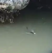 Su samuru balık avlarken görüntülendi