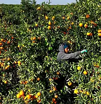 Tarım işçilerinin grevi mandalinayı dalında bıraktı: Kilosu 3 liraya kadar geriledi