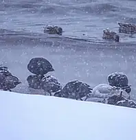 Tatvan'a kış ortasında kuş akını