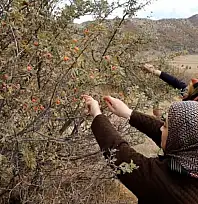 Tatvan'da alıç hasadı