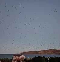 Tatvan'da gökyüzü kargalarla karardı