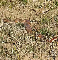 Tatvan'da nadir görülen kırmızı yılan görüntülendi