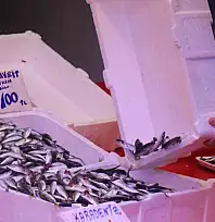 Tezgahlar istavritle doldu