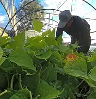 Ünlü şeflerin vazgeçilmez lezzeti: İspir Fasulyesi dünyayı fethediyor