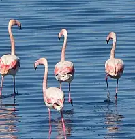 Urmiye Gölü kuruyunca flamingolar Van'a akın etti