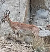 Uzundere'de dağ keçileri görüntülendi