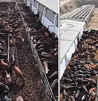 Vali Balcı: Düve Üretim Merkezi Van'a hayırlı olsun!