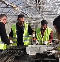 Van Büyükşehir Belediyesi, mevsimlik çiçeklerini kendi üretiyor