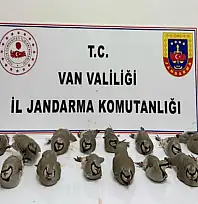 Van'da 17 kınalı keklik kurtarıldı