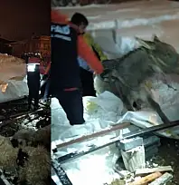 Van'da ahır çöktü, 5 küçükbaş hayvan telef oldu