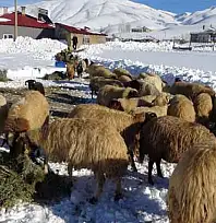Van'da besicilerin zorlu kış mesaisi