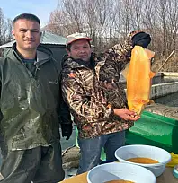 Van'da binlerce ton kapasiteli tesislerde alabalık sağımı başladı