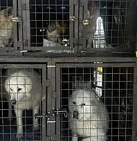 Van'da can dostları yeni yuvalarına kavuştu