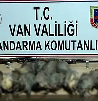 Van'da keklik avına 87 bin TL idari para cezası