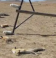 Van'da korkunç manzara: Düşen enerji hattı yaban hayvanlarını öldürdü