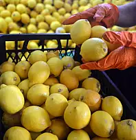Van'da limon fiyatları cep yakıyor