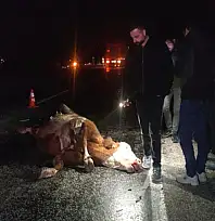 Van'da minibüs ve otomobil ineğe çarptı