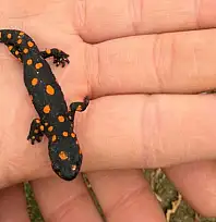 Van'da nadir rastlanan benekli semender görüldü