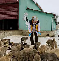 Van'da sahipsiz hayvanlara şefkat eli