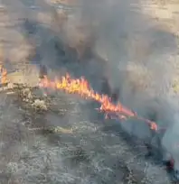 Van'da sazlık yangını