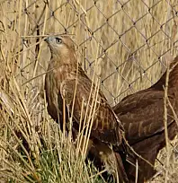 Van'da tedavi edilen yırtıcı kuşlar doğal yaşam alanına salınıyor