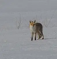 Van'da tilkilerin kar altındaki fare avı görüntülendi