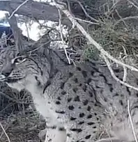 Van'da vaşak görüntülendi