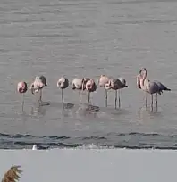 Van Gölü Havzasında flamingolar göç etmedi