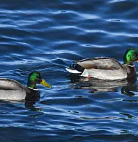 Van Gölü sahilinde yeşilbaş ördekler görüntülendi