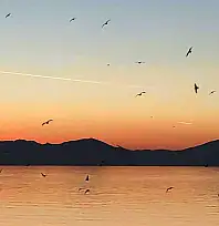 Van Gölü üzerinde kuş sürüsünün görsel şöleni