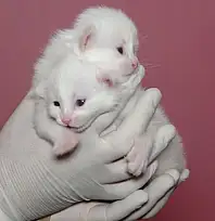 Van Kedi Villası'nda bu yıl 120 yavru dünyaya geldi